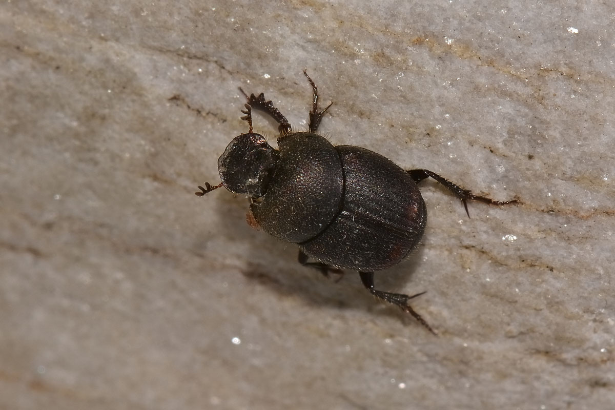 Onthophagus furcatus, Scarabaeidae